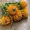 PROTEA NUTAN AYOBA PEACH 40 CM